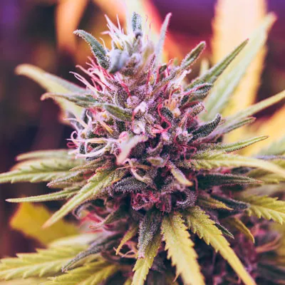 Craft cannabis flower at Naturita Green Room